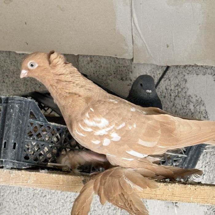 Желтая самка с игрой