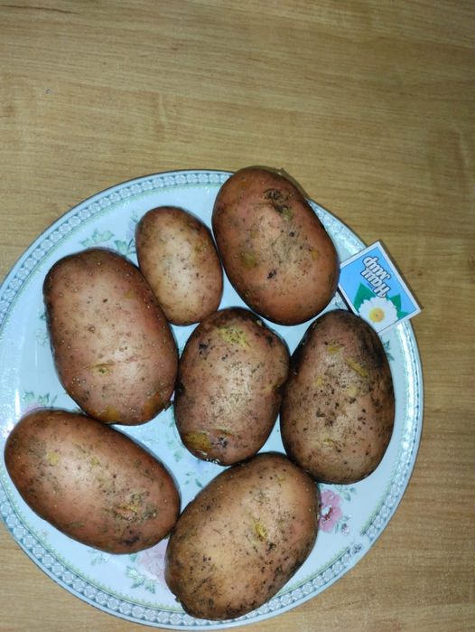 Картофель домашний