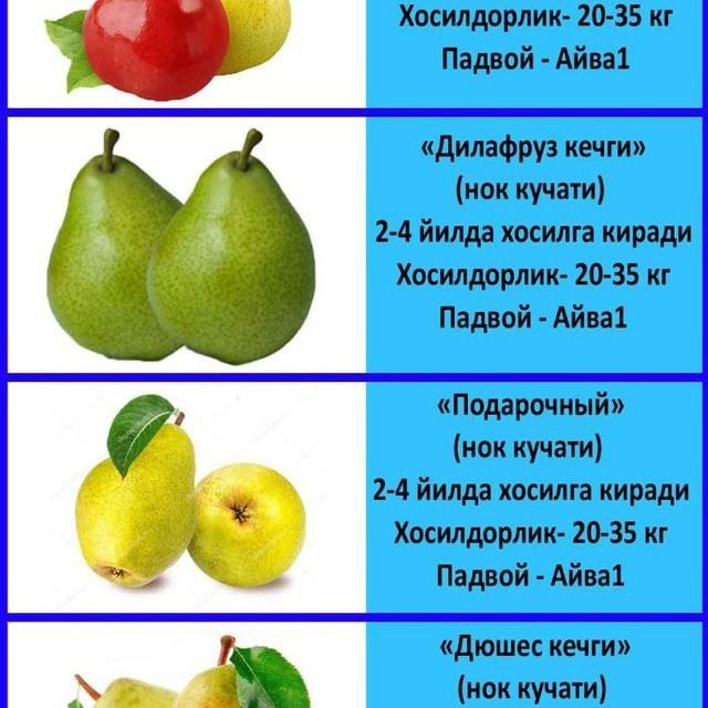 Нок шафтол олма гилос бих ёонгок кучатлар бор