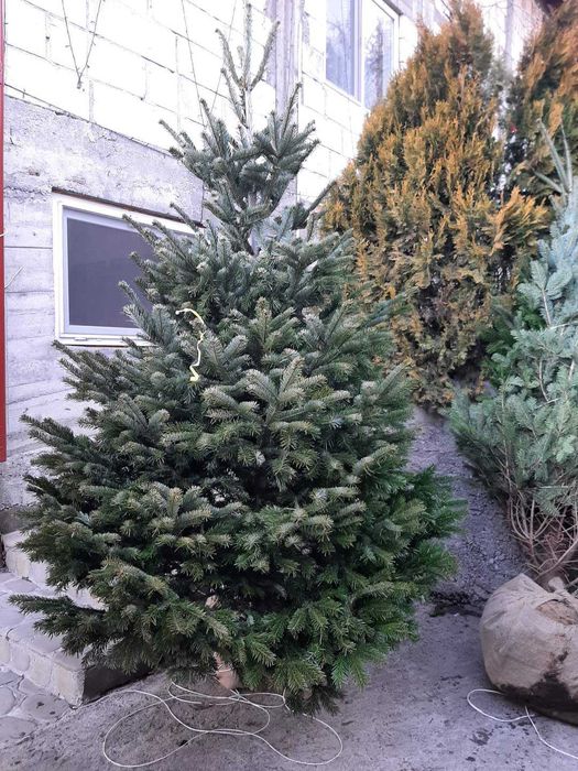 Tuia, Brazi, Magnolie, Mesteacăn, Tei, Platan