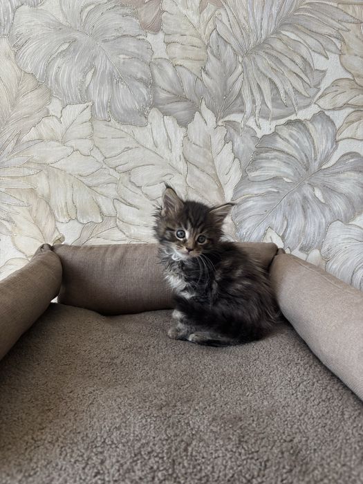 Мейн-кун котята продажа