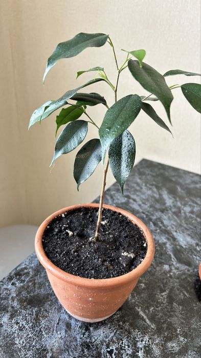 Фикус бенджамена