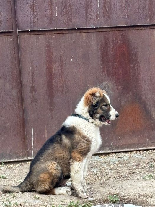 Алабай.   2,5 месяца