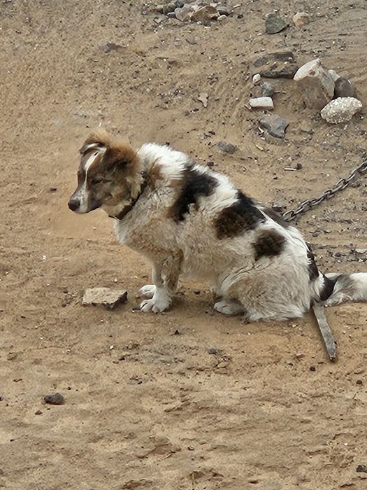 Отдам сабаку в добрые руки