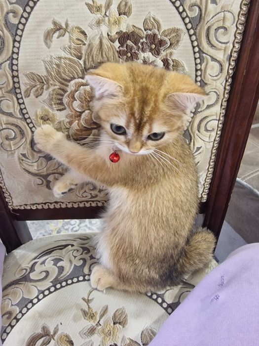 Золотая шиншилла