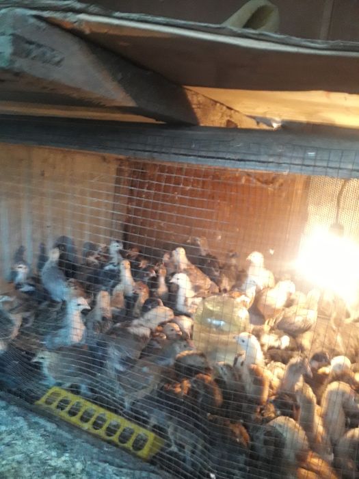 Куры несушки майские