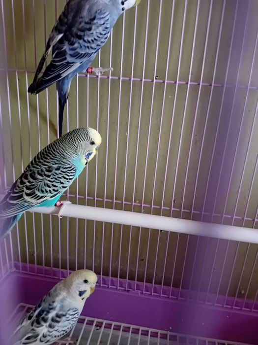 vând peruși 3 buc.