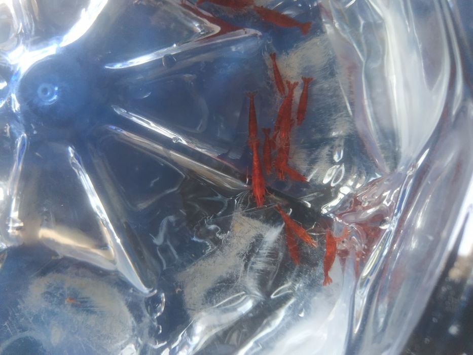 Криветка вишня и дафня с спирулиной зелёная вода