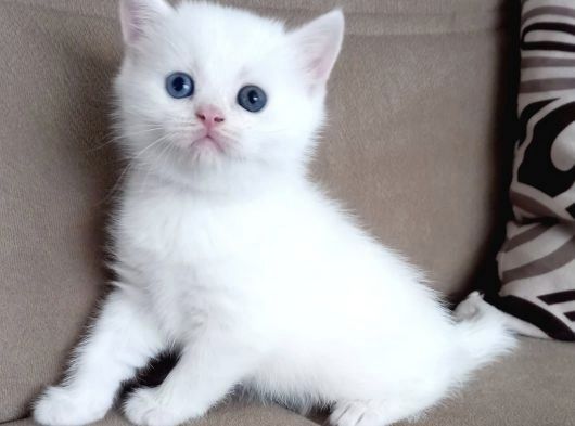 Британские котята