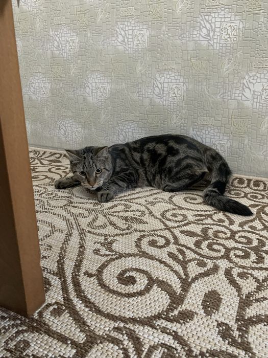 Кот в хорошие и добрые руки!