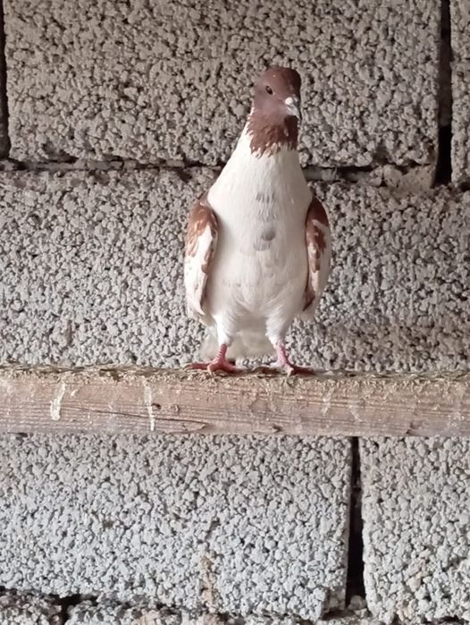 Птица на продажу