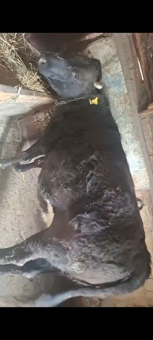 Коровы и быки ет мясо