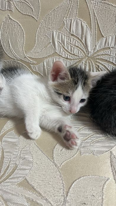 Отдам домашних котят срочно