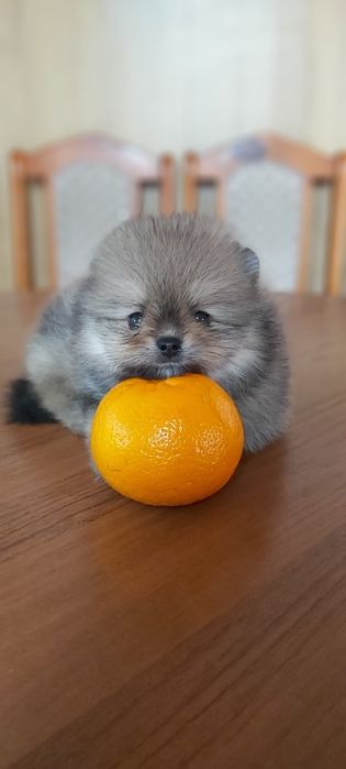 Шпицы мальчики и девочки