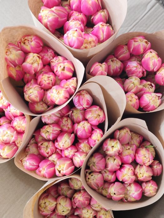 Тюльпаны оптом..