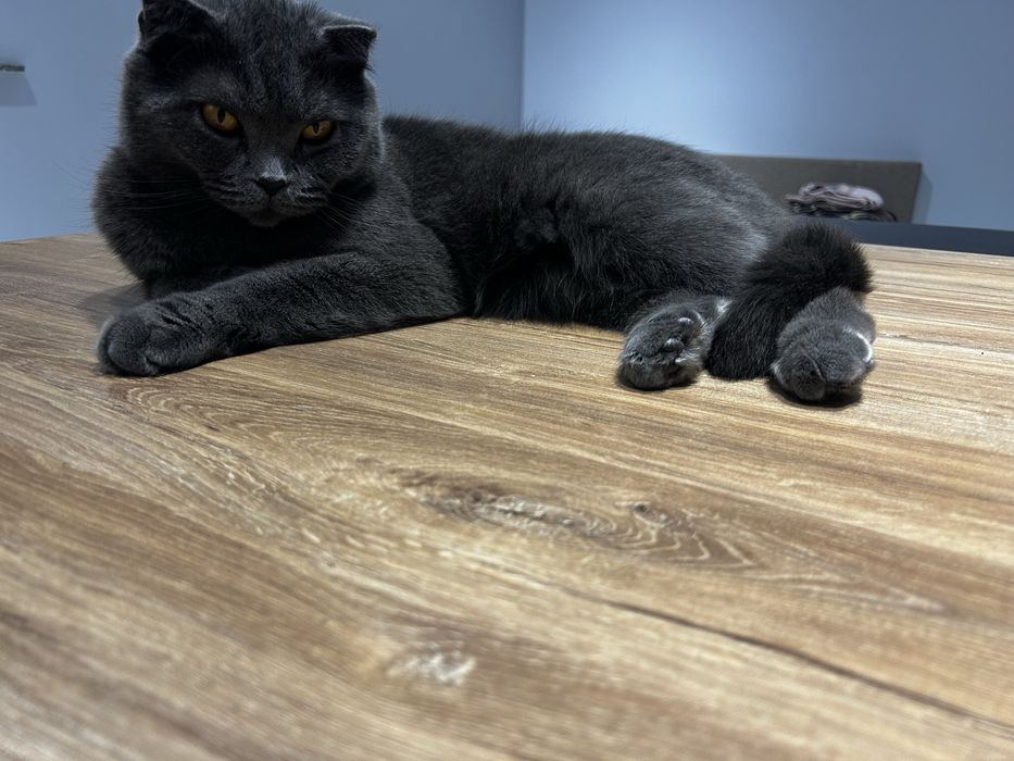 Отдам кошку в хорошие руки