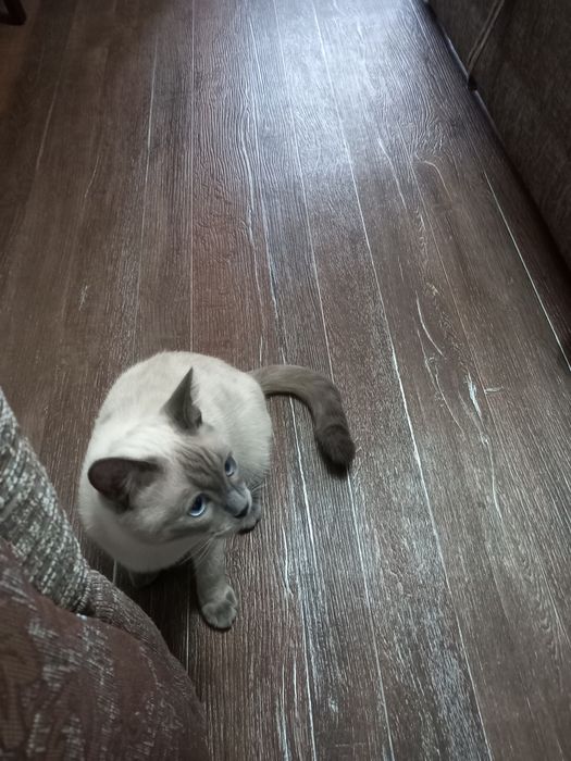 Отдам в хорошие руки кота