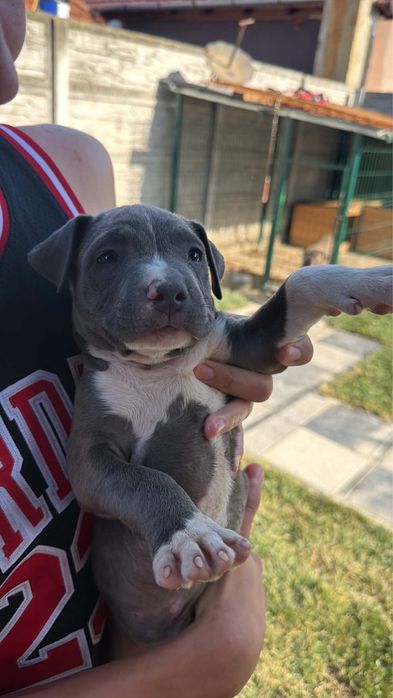 Amstaff blue 11 saptamni