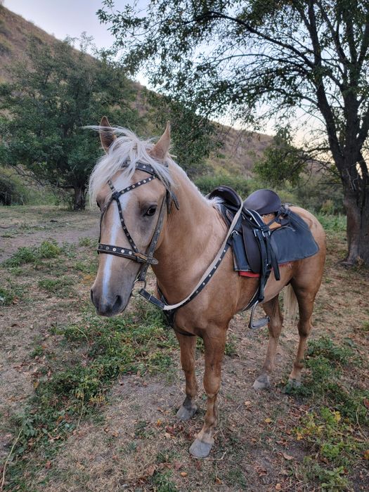 Спартак жеребчик ,4 года продаётся