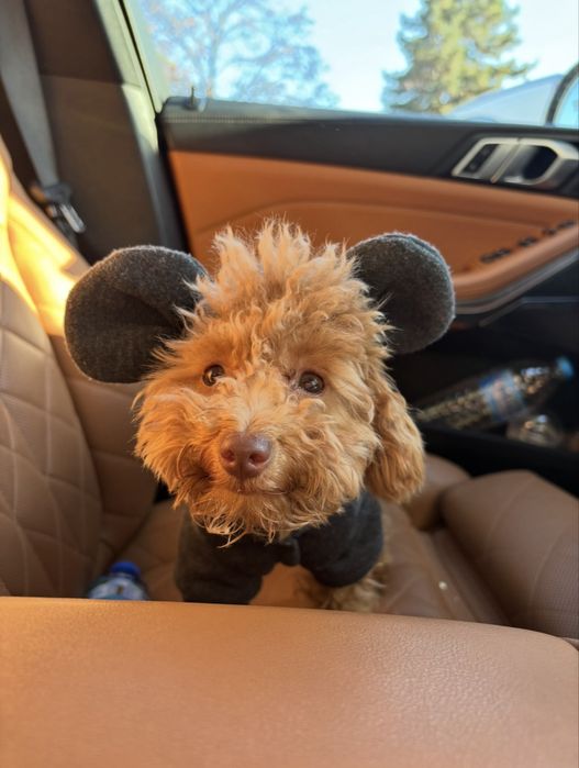 Момиче Той пудел-мършляк