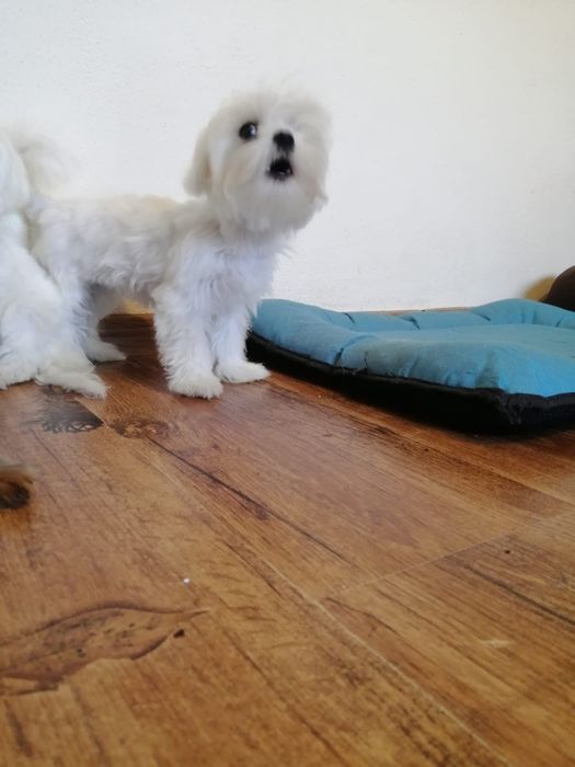 Bichon maltese (maltez) microcip și pedigree