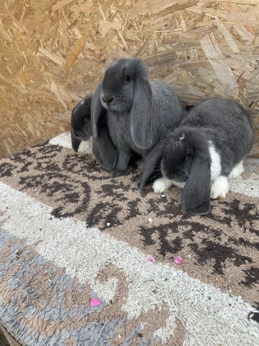 Iepuri berbec german