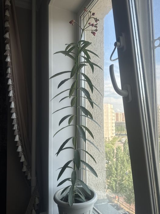 Продам Комнатные растения