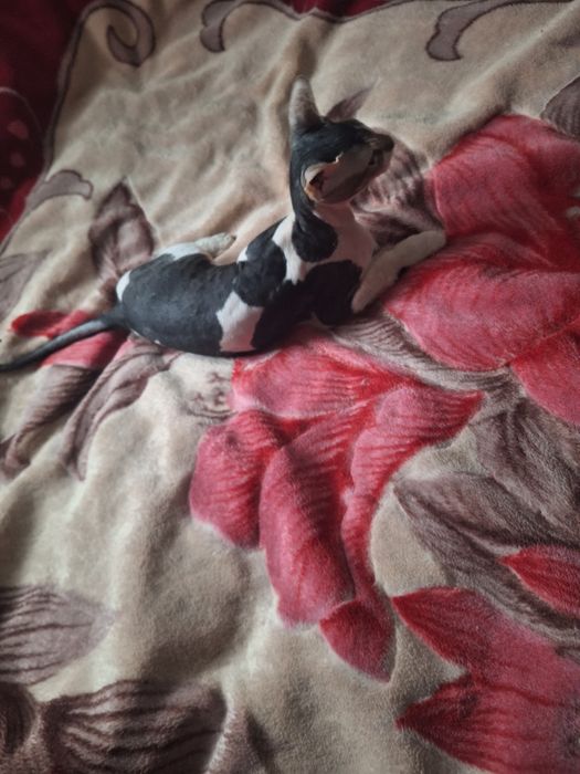 Котик сфинкс, велюр