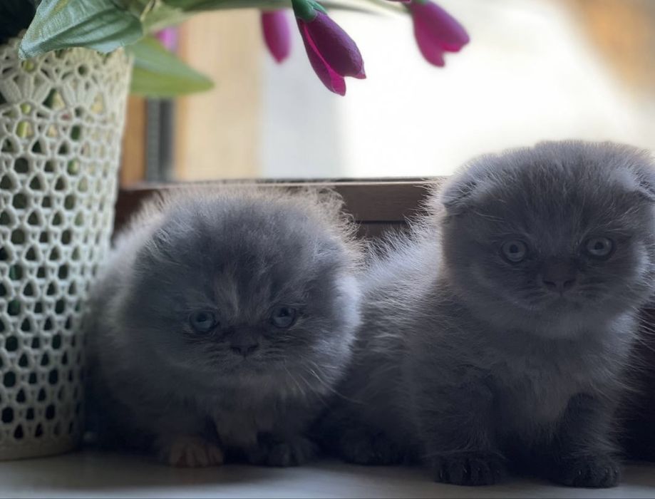 Скоттиш хайленд фолд