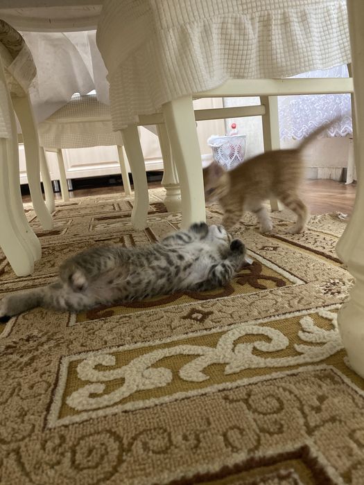 Котята милашки в добрые руки