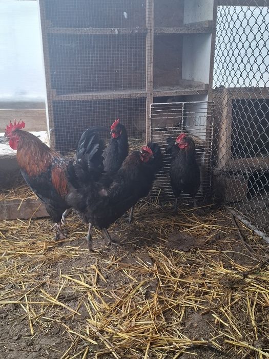 Ouă disponibile din rasele Brahma Portelan. Si rasa Marans .