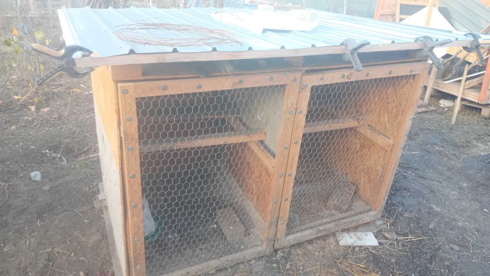 Vând/schimb prepelițe cocoși cotețe