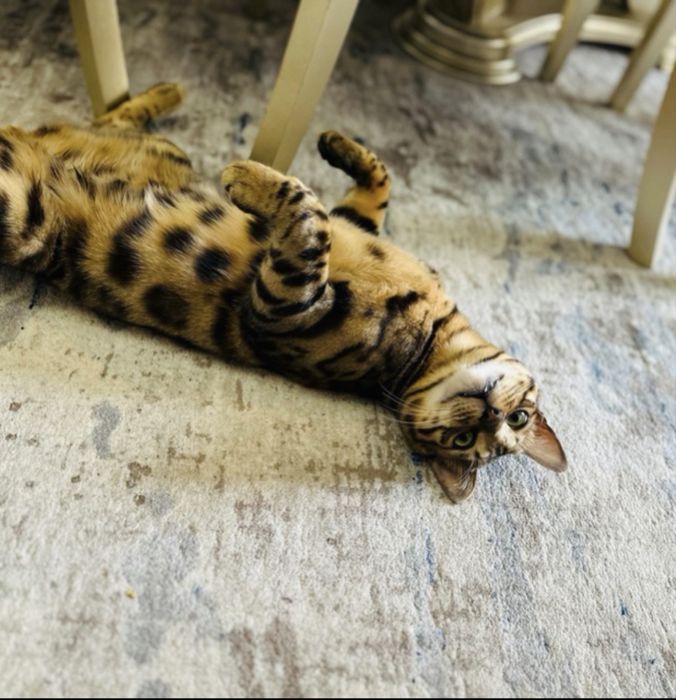 Bengal toza zotli xech qanqa aybi yoq