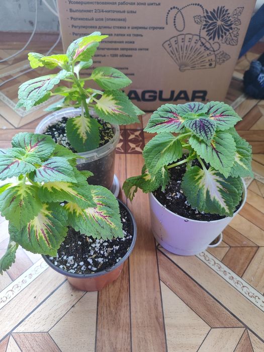 Комнатные растения цветы колеус