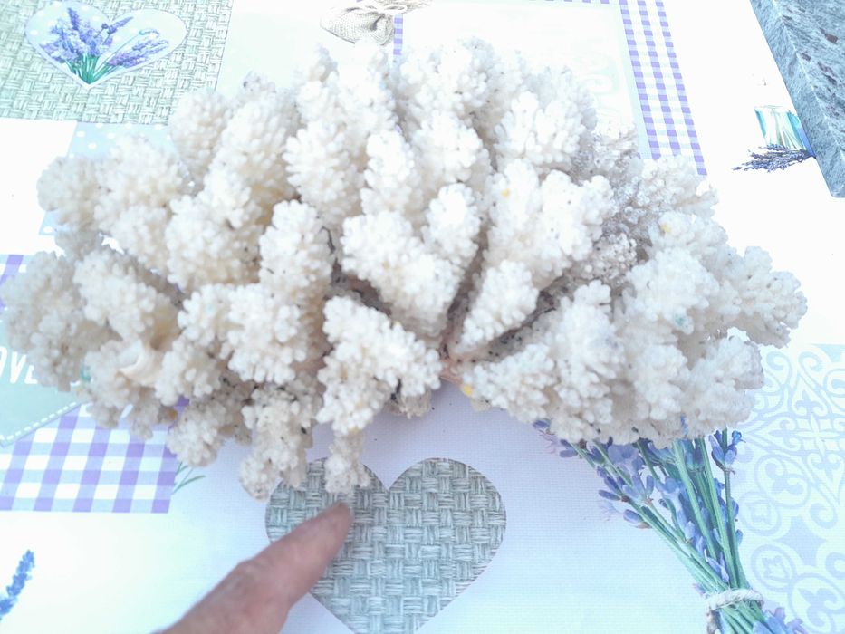 Морски артикули декорация