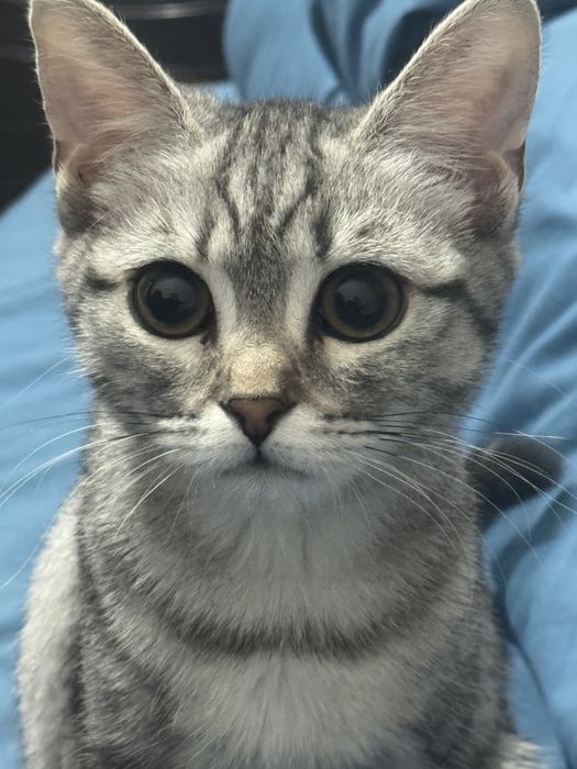 Отдам котенка скотиш-страйт