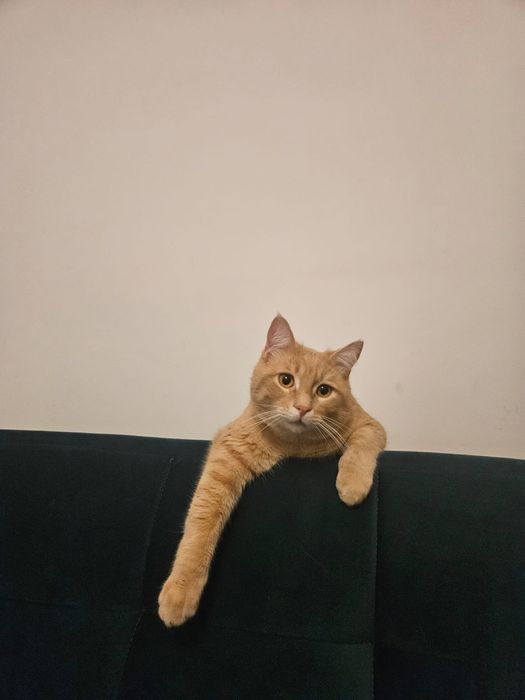 Мъжко коте търси дом