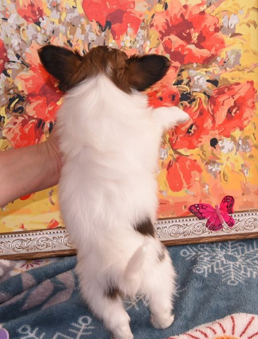 Щенки папийона для вас!