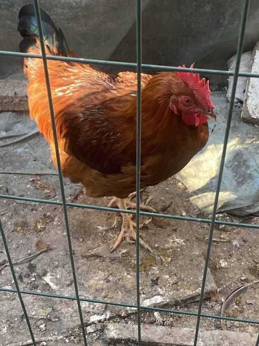 Xan Xyap zotli tovuq xo’rozlar