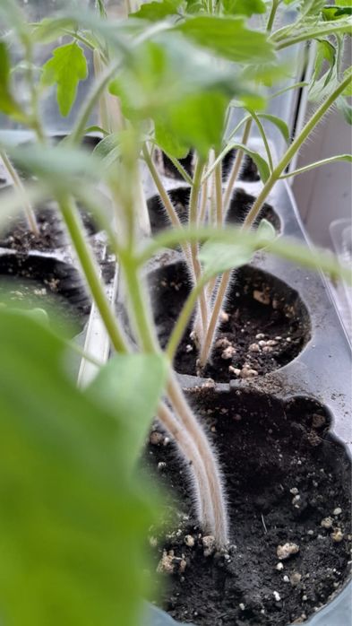 Продаю. Рассада помидор.