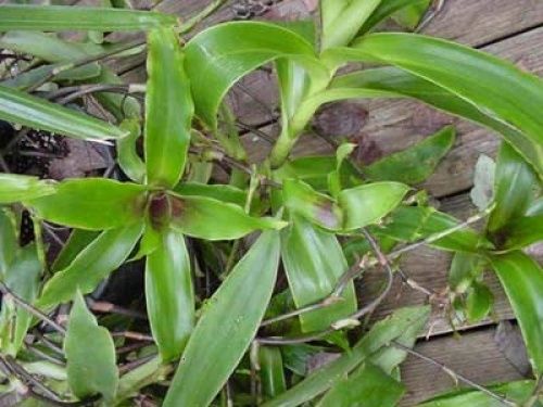 ШЕФЛЕРА  , Алое Вера ,Кализия и Алое