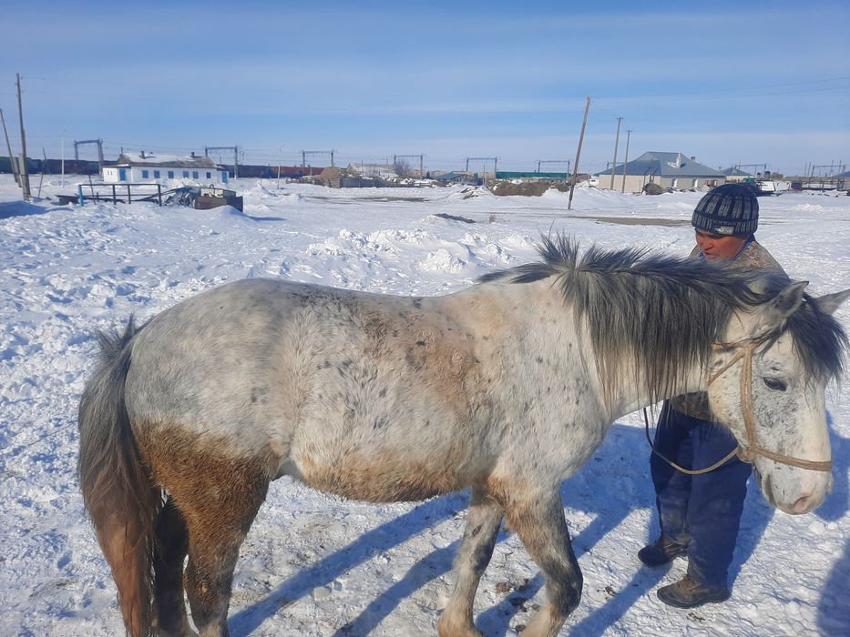 Семіз аттар сатылады.