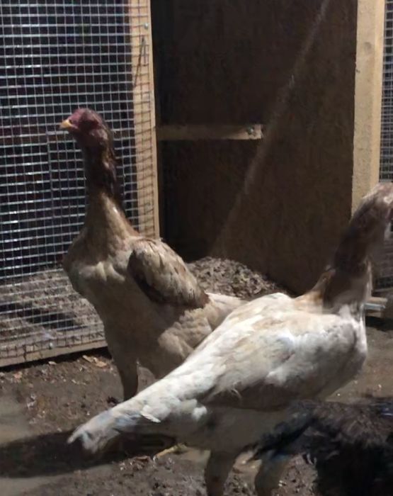 Продается боцовый