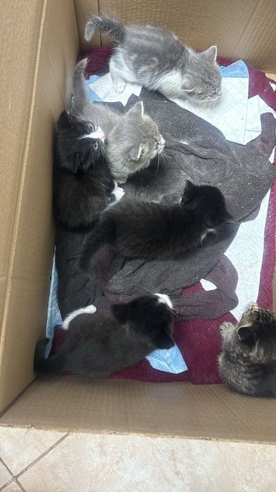 Отдам в хорошие руки котят