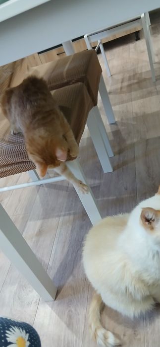 Кошечки в добрые руки