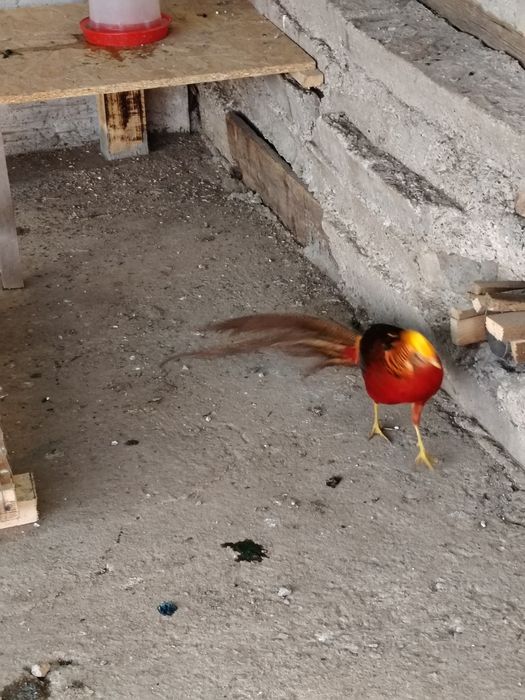 Vind Rate indiene pereche un gîscan de nil o femelă peposaca o pereche