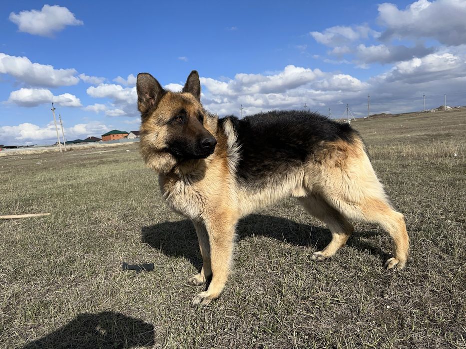 Шенки немецких овчарок,
