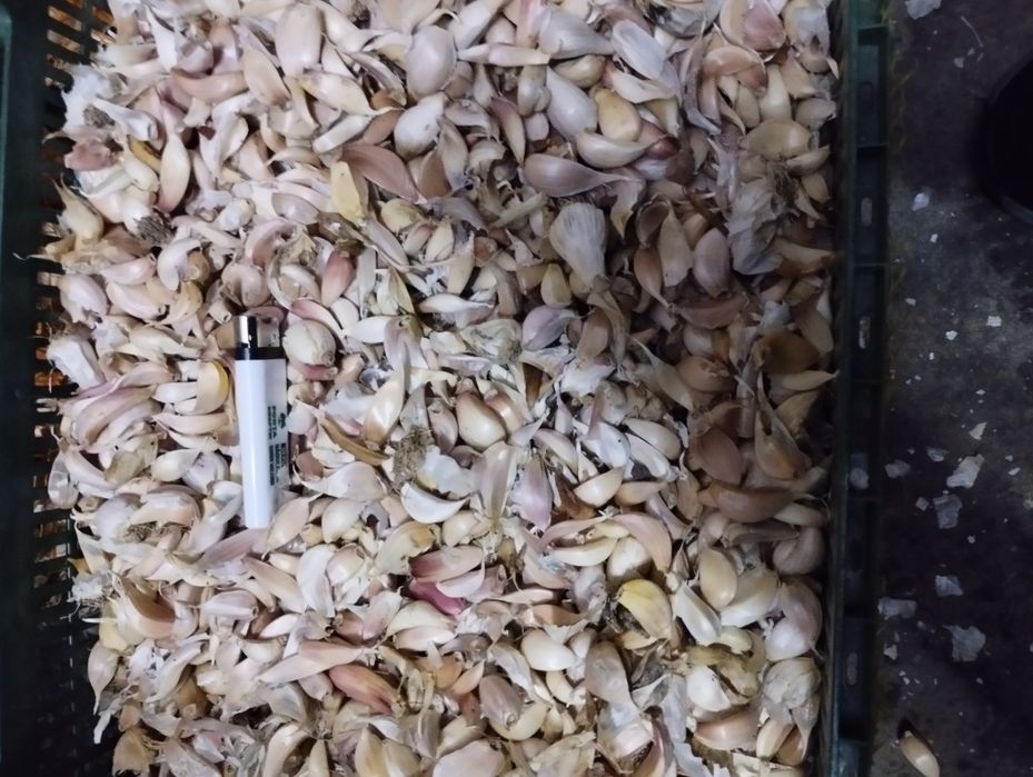 Usturoi pentru păsări!! Antibiotic natural de dat la păsări