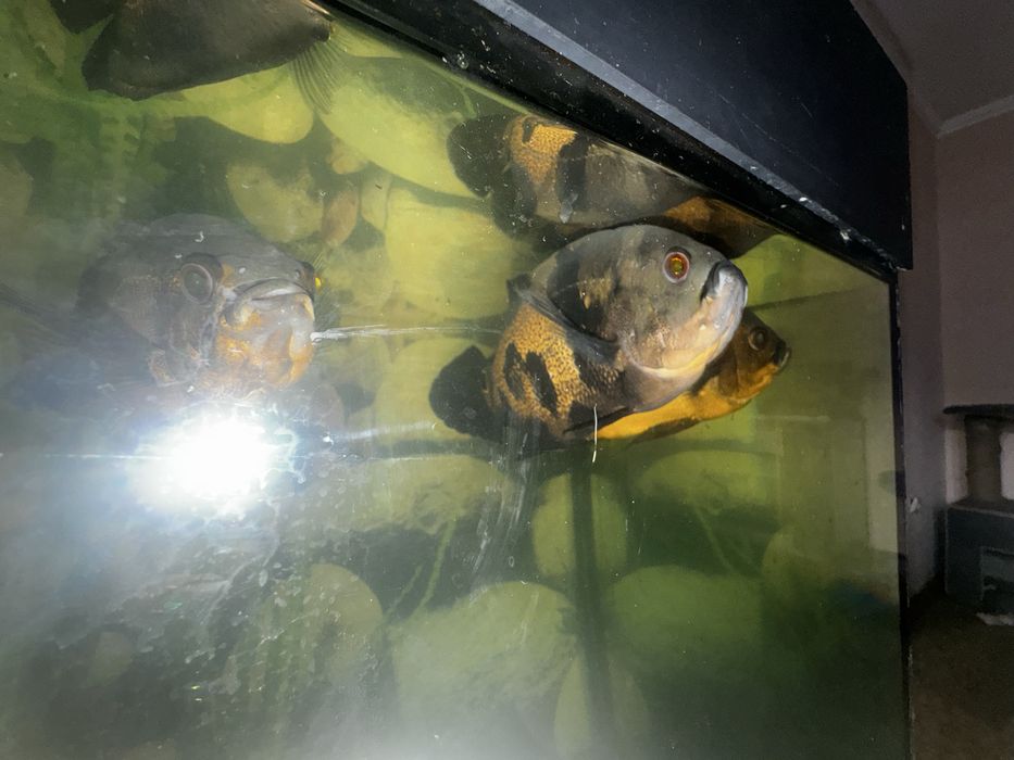 Продам аквариум 250 л