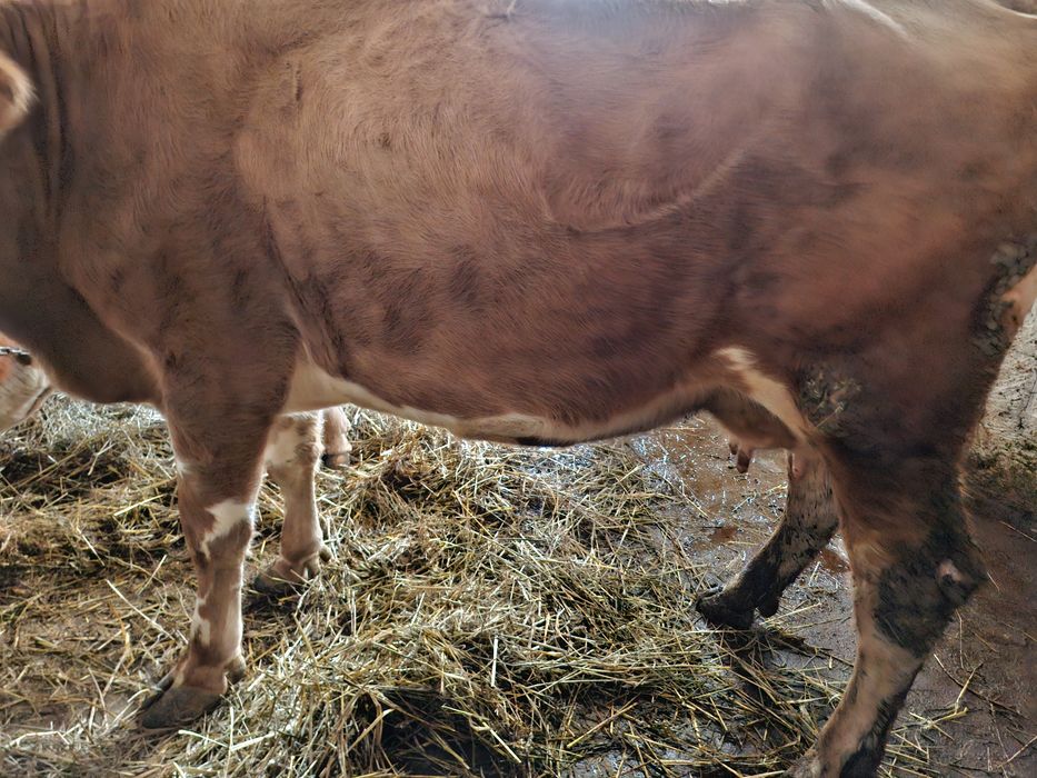 Vand vaca baltata de 5 ani